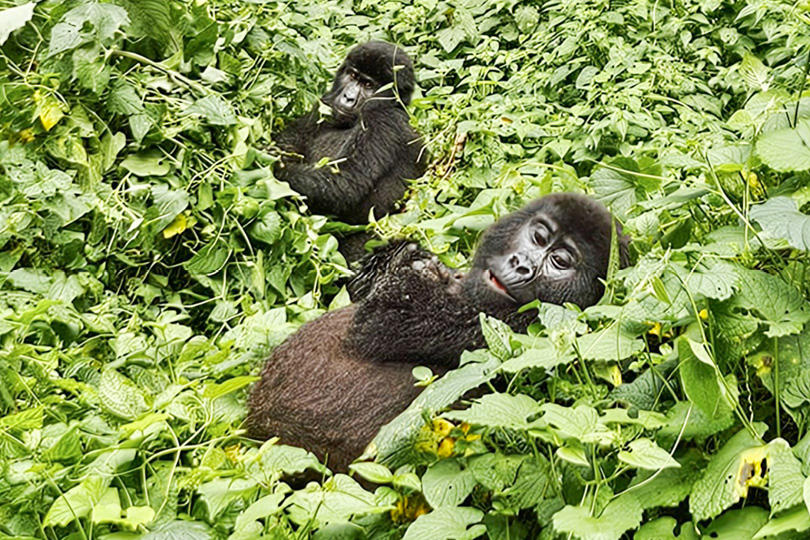 Gorillas in Rwanda forest vegetation